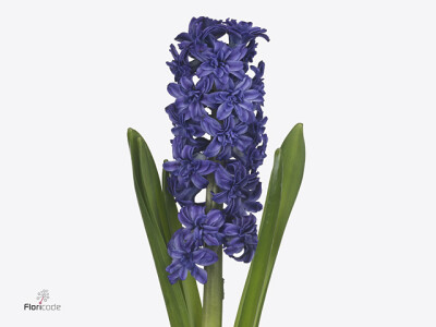 Hyacinthus orientalis 'Manhattan'