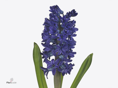 Hyacinthus orientalis Dark Ocean