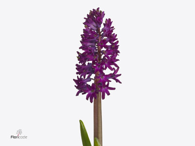 Hyacinthus orientalis 'Purple Destination'