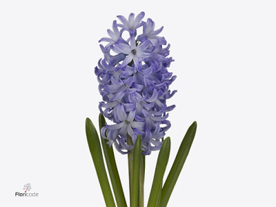 Hyacinthus orientalis 'Chicago'