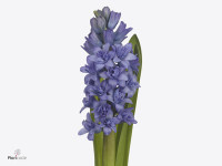 Hyacinthus orientalis 'Blue Tango'