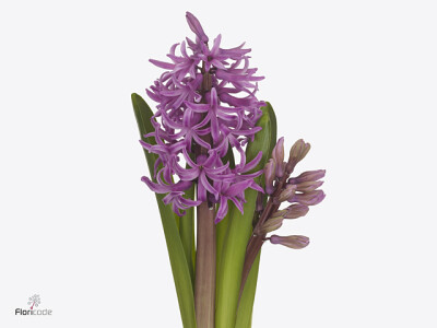 Hyacinthus orientalis 'Paul Hermann'