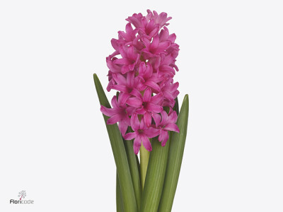 Hyacinthus orientalis 'Silvester'