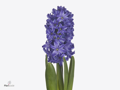 Hyacinthus orientalis 'Blue Jeans'