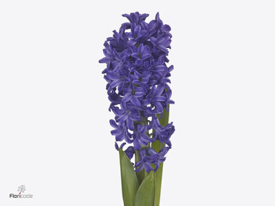 Hyacinthus orientalis 'Golfe de Gascogne'