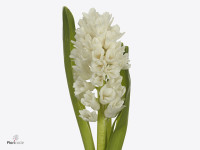 Hyacinthus orientalis 'China White'