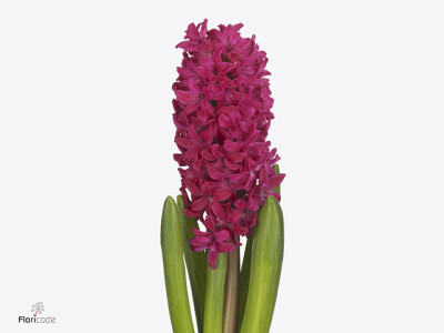 Hyacinthus orientalis 'Amore'