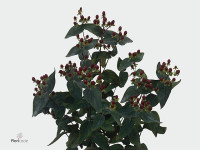Hypericum androsaemum 'Extravagant'