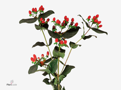 Hypericum x inodorum Magical Red