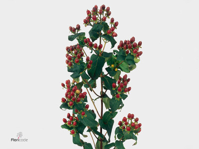 Hypericum x inodorum Magical Fall