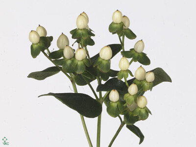 Hypericum androsaemum Ivory Classic