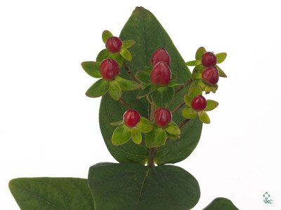 Hypericum Go Red