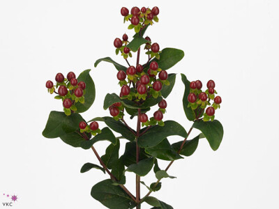 Hypericum Coco Montana