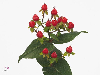 Hypericum Red Jewel