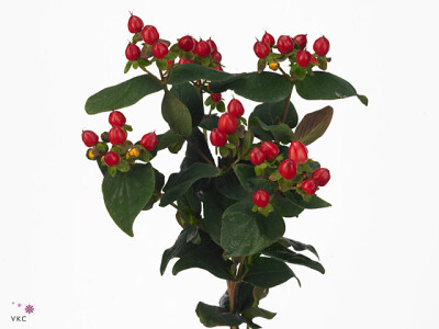 Hypericum x inodorum Magical Red Fame