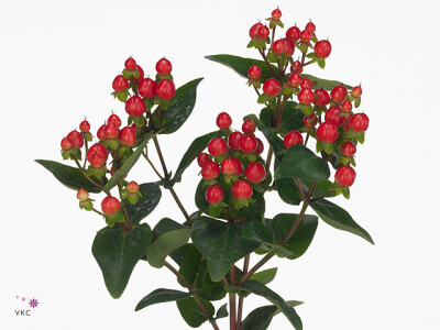 Hypericum Coco Fiesta