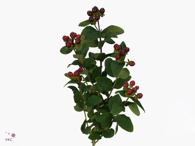 Hypericum androsaemum Brisk Merlot