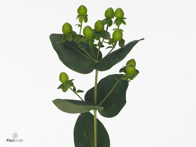 Hypericum Coco Bamboo