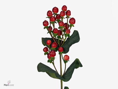 Hypericum androsaemum Red Light Romance