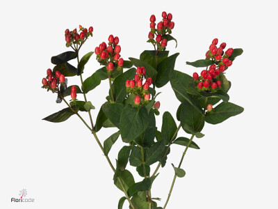 Hypericum x inodorum Brisk Campari