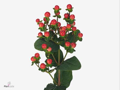 Hypericum androsaemum Tomato Flair