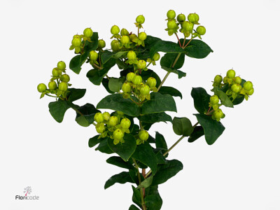 Hypericum x inodorum Magical Green Revelation