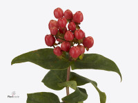 Hypericum androsaemum Beauty Pearls Red Fire