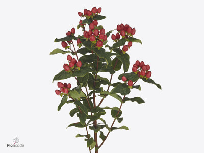 Hypericum x inodorum Magical Royal Red