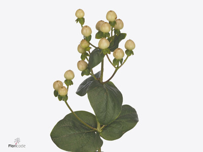 Hypericum Coco Gelato