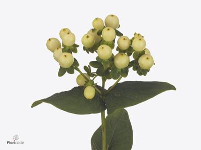 Hypericum x inodorum Magical Royal Cream