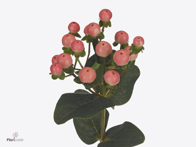 Hypericum Coco Tiamo