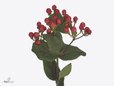 Hypericum x inodorum Globo Punch