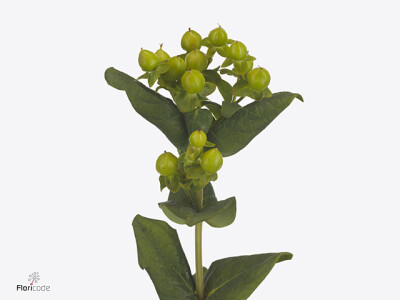 Hypericum androsaemum 'Pacific Jade'