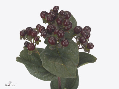 Hypericum x inodorum Globo Burgundy