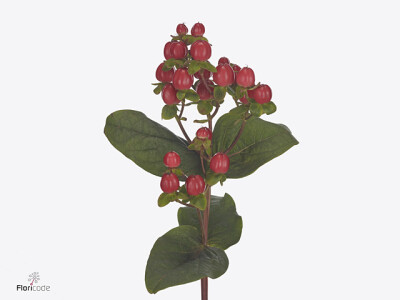 Hypericum androsaemum 'Pacific Red'