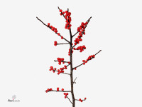 Ilex verticillata Magical Berry