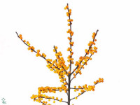 Ilex verticillata Magical Cresgold