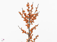 Ilex verticillata 'Orange Beauty'