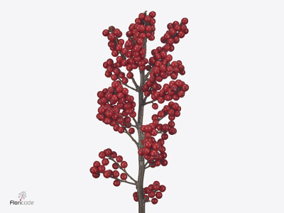 Ilex verticillata Magical Crimson