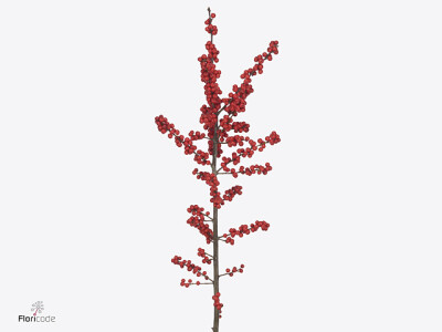 Ilex verticillata Magical Supreme Red