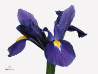 Iris (Dutch Iris Grp) 'Blue Magic'