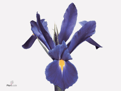 Iris (Dutch Iris Grp) 'Professor Blaauw'