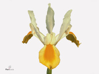 Iris (Dutch Iris Grp) 'Apollo'