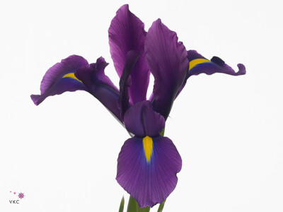 Iris (Dutch Iris Grp) 'Hong Kong'