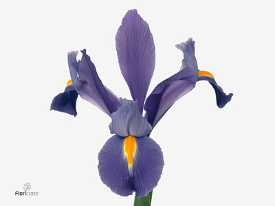 Iris (Dutch Iris Grp) 'Discovery'