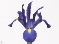 Iris (Dutch Iris Grp) 'Blue Sapphire'