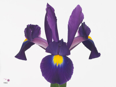 Iris (Dutch Iris Grp) Tigris