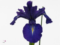 Iris (vaste plant) latifolia 'King of the Blues'