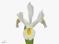 Iris (Dutch Iris Grp) 'Nofa White'