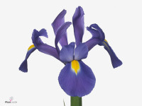 Iris (Dutch Iris Grp) 'Valentine'